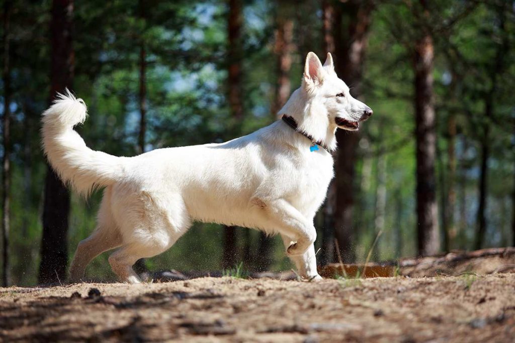 White Swiss Shepherd Dog walk exercise