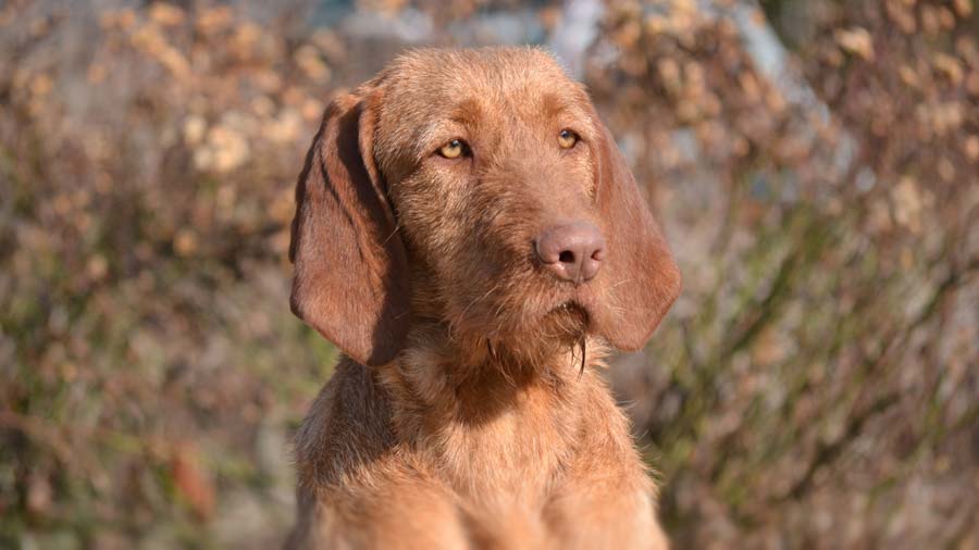 Vizsla, short-haired and wire-haired Dog Residential 
