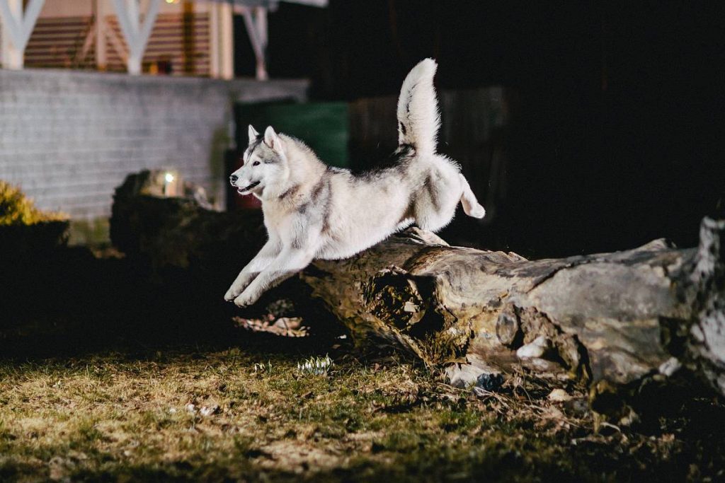 8 Wolf-Like Dog Breeds: Huskies, Wolfdogs