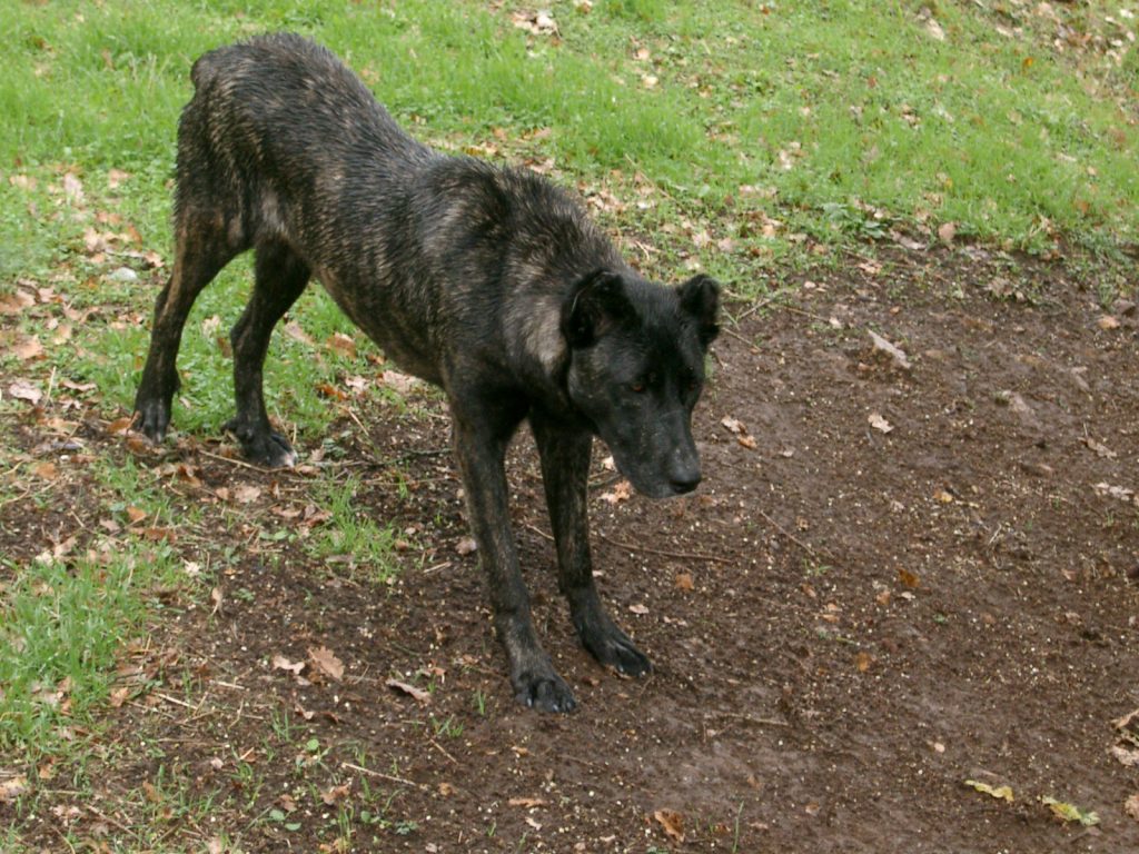 Dogo Sardesco Dog prepared for training