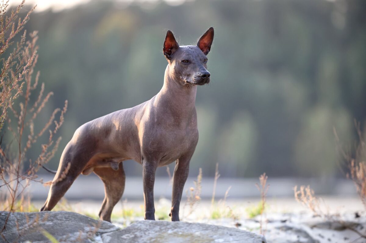 Ecuadorian Hairless Dog Dog Breed Information, Puppies & Breeders