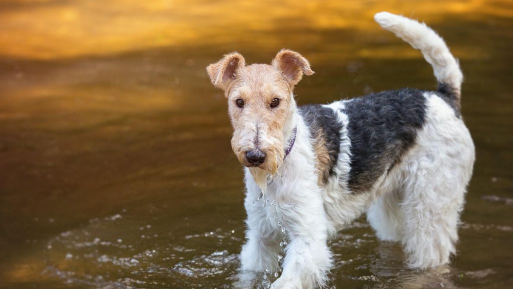 Wire Fox Terrier Dog training in water