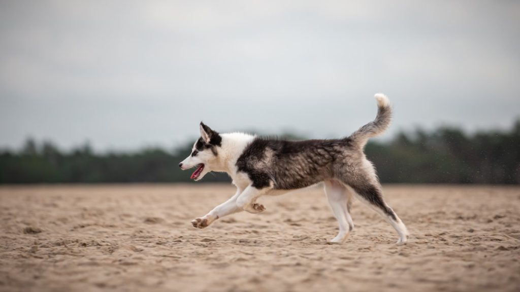 Yakutian Laika Dog running exercise
