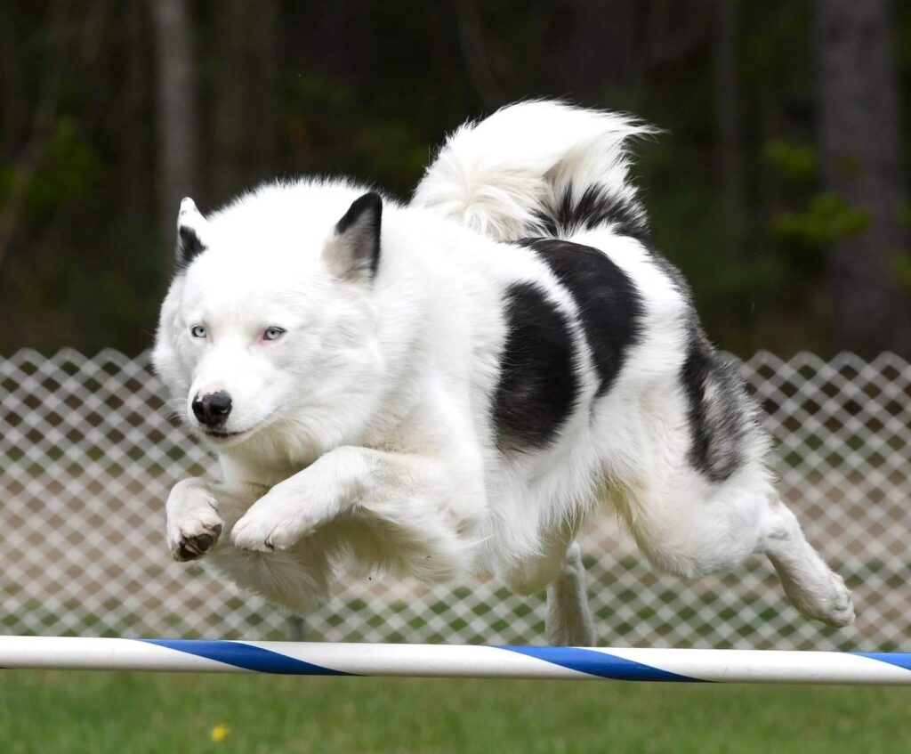Yakutian Laika Dog jumping training