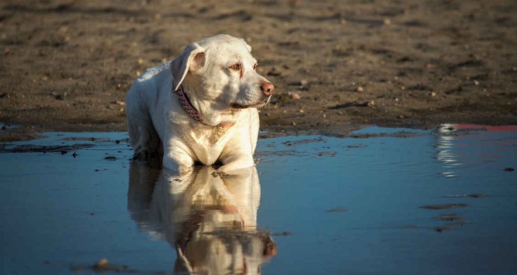 The Leptospirosis Vaccine for Dogs