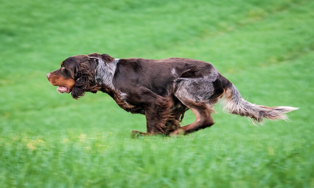 Picardy Spaniel Dog running exercise