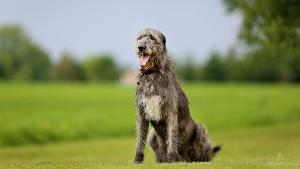 Irish Wolfhound Dog Inhaling clean air enhances overall health