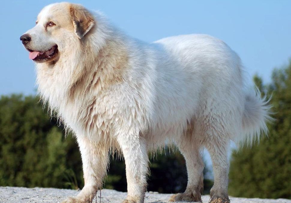 Pyrenean Mastiff Dog Breed Information: Puppies & Breeders Guide