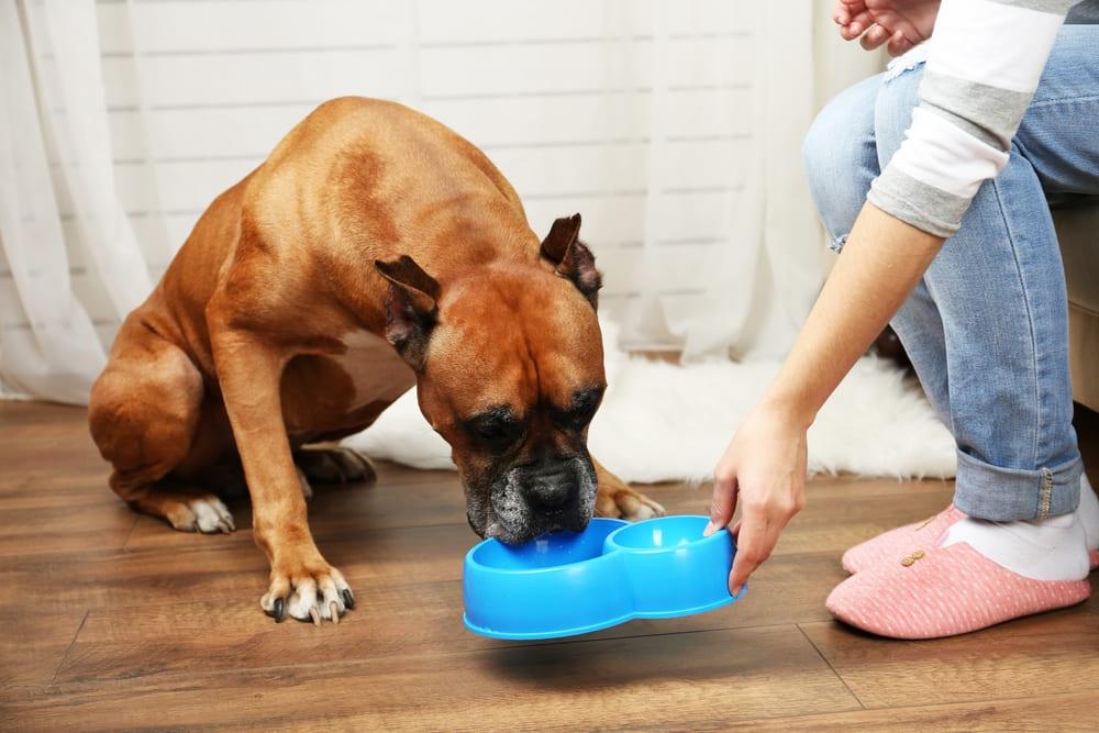 10 Dog Care Tips - Caring for your Dog Image 19