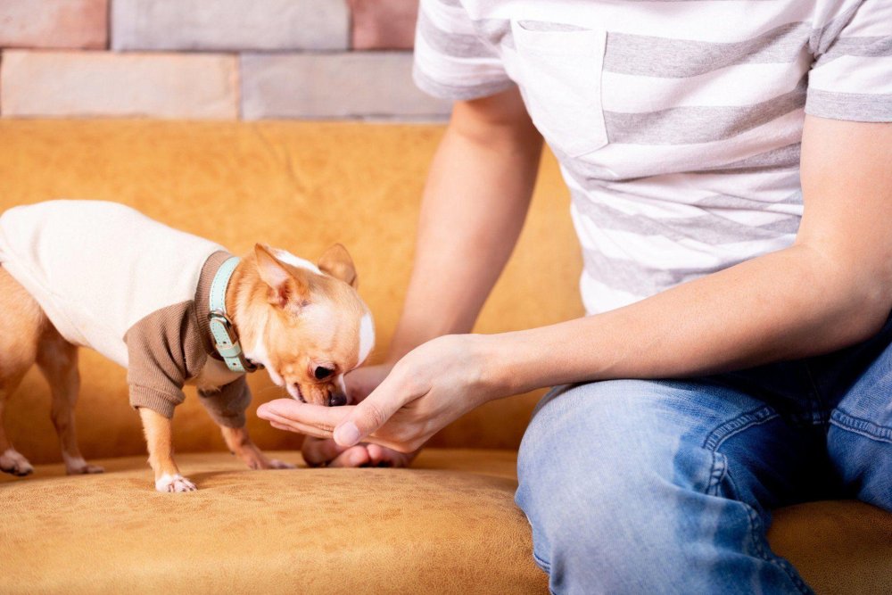 10 Dog Care Tips - Caring for your Dog Image 20