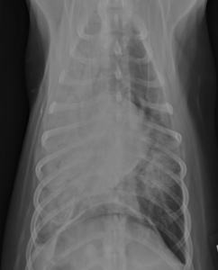 Adrenal Gland Cancer in Dogs Image 11