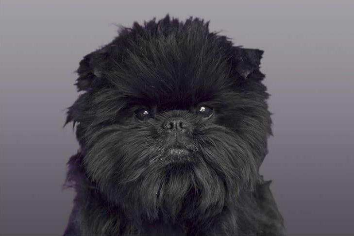 Affenpinscher Dog Breed Image 11