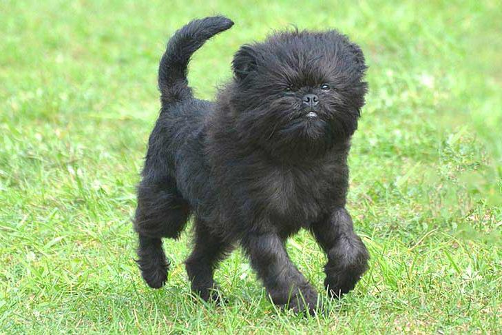 Affenpinscher Dog Breed Image 12