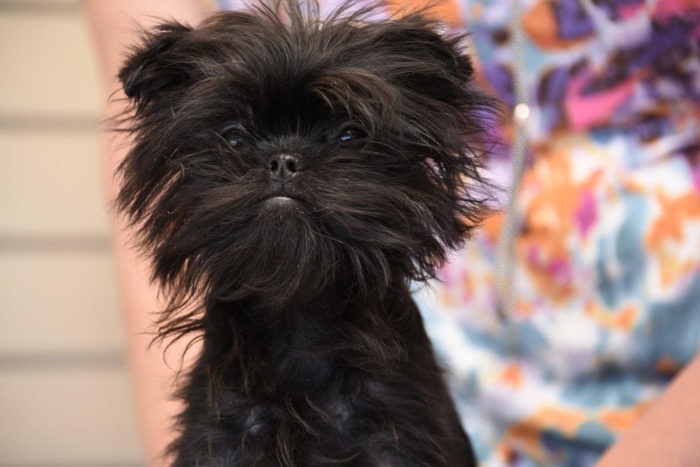 Affenpinscher Dog Breed Image 13