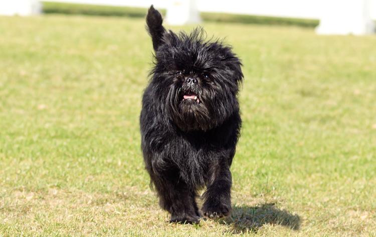 Affenpinscher Dog Breed Image 15