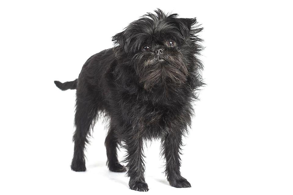 Affenpinscher Dog Breed Image 5