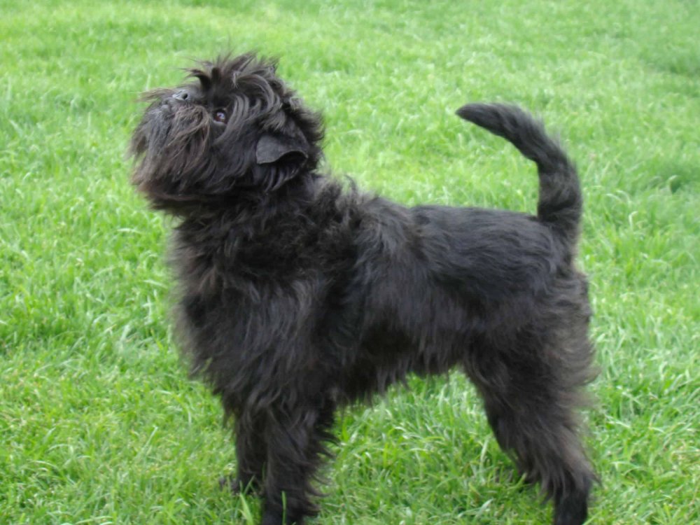 Affenpinscher Dog Breed Image 8