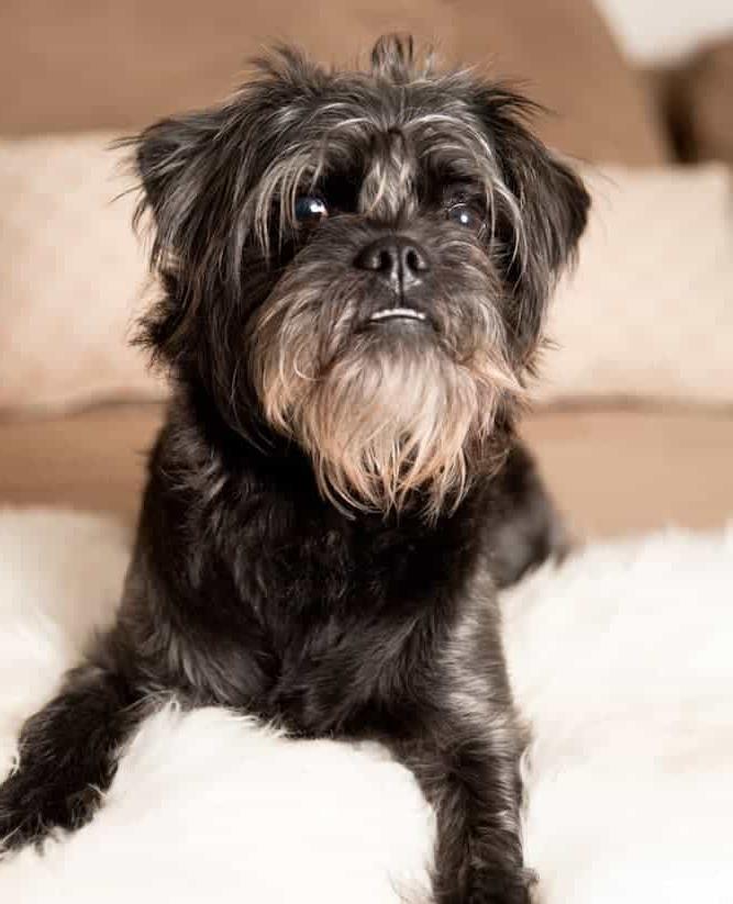 Affenpinscher Dog Breed Image 9