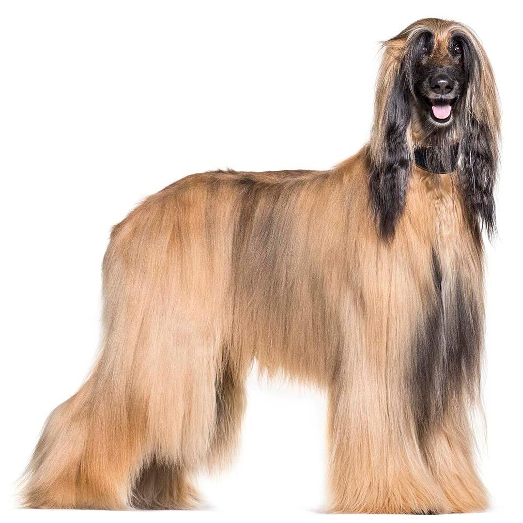 Afghan Hound Dog Breed Image 11