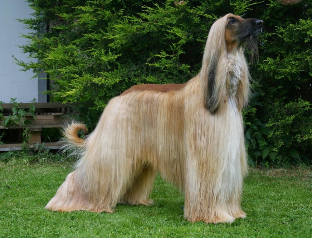 Afghan Hound Dog Breed Image 15