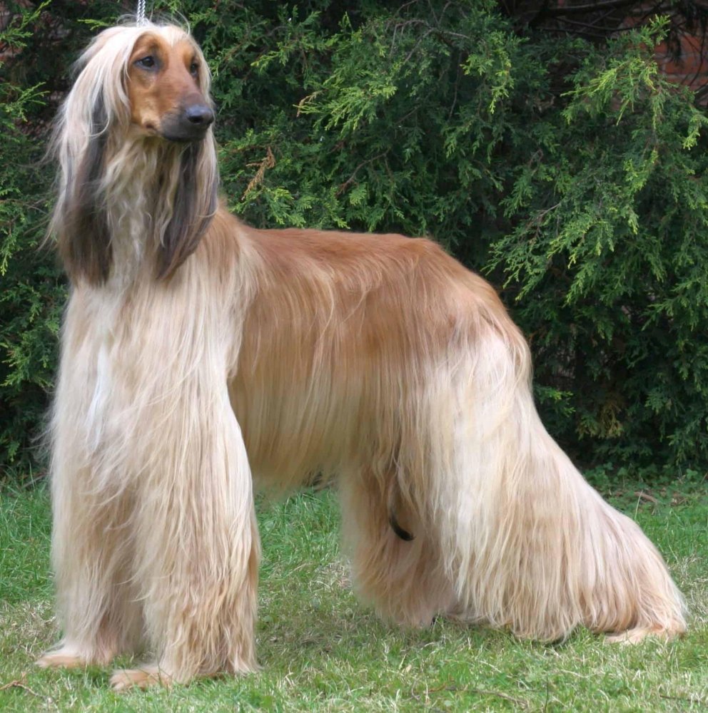 Afghan Hound Dog Breed Image 2