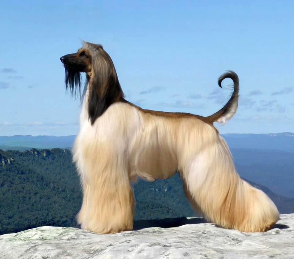 Afghan Hound Dog Breed Image 6