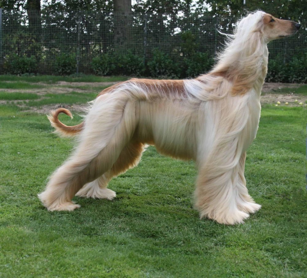 Afghan Hound Dog Breed Image 8