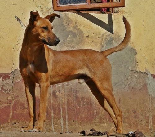 Africanis Dog Breed Image 11