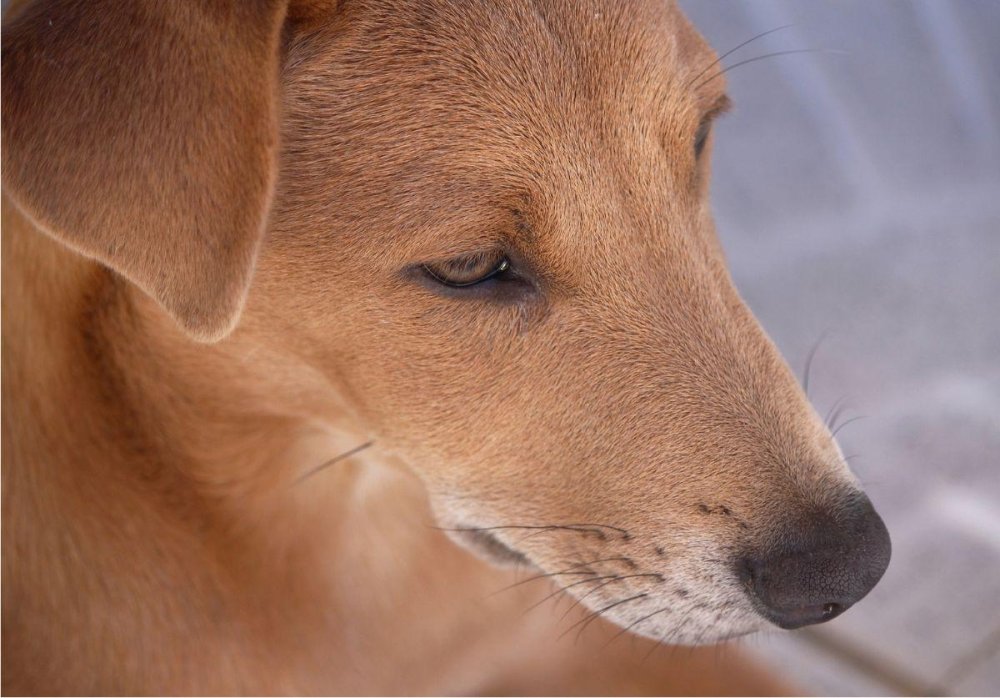 Africanis Dog Breed Image 14