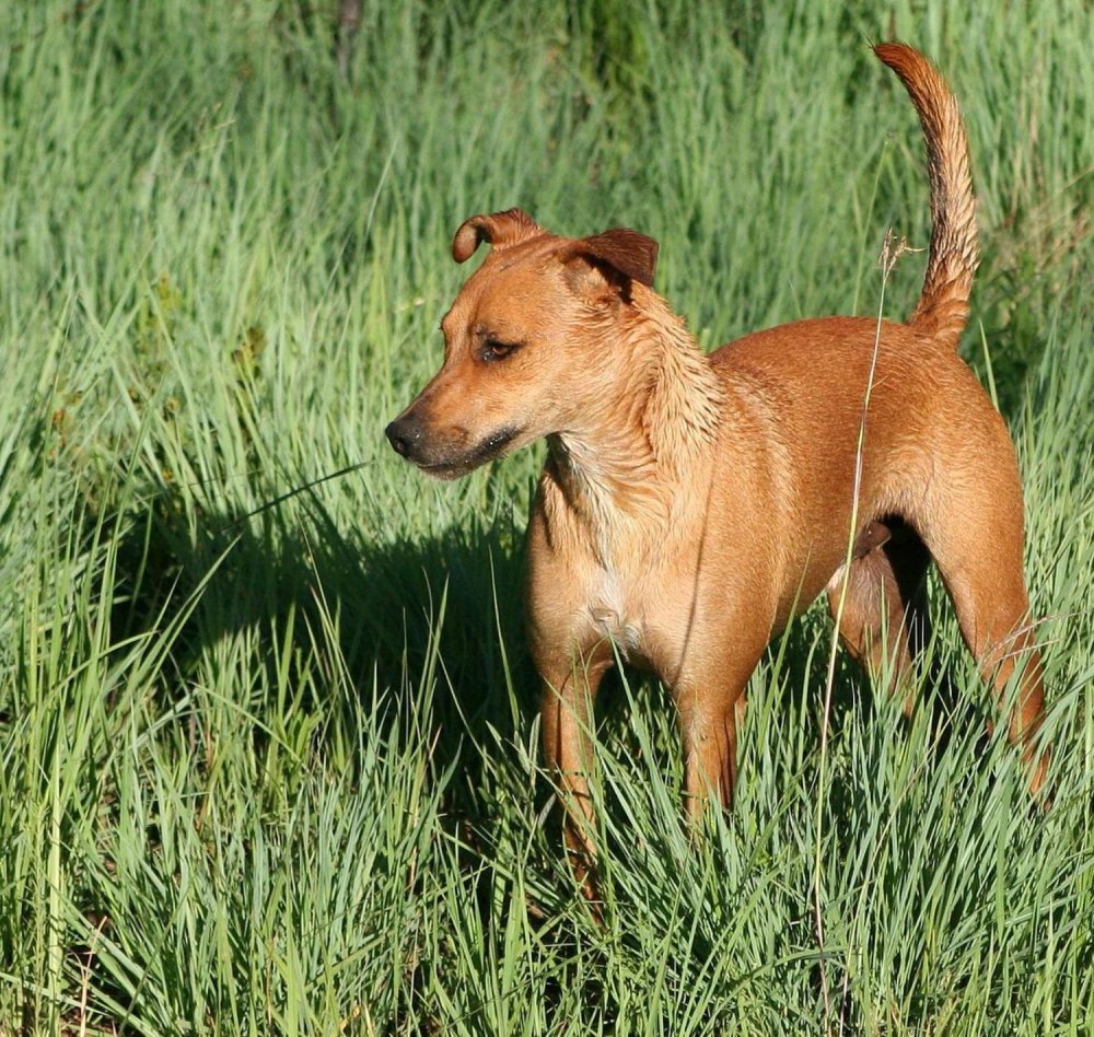 Africanis Dog Breed Image 4