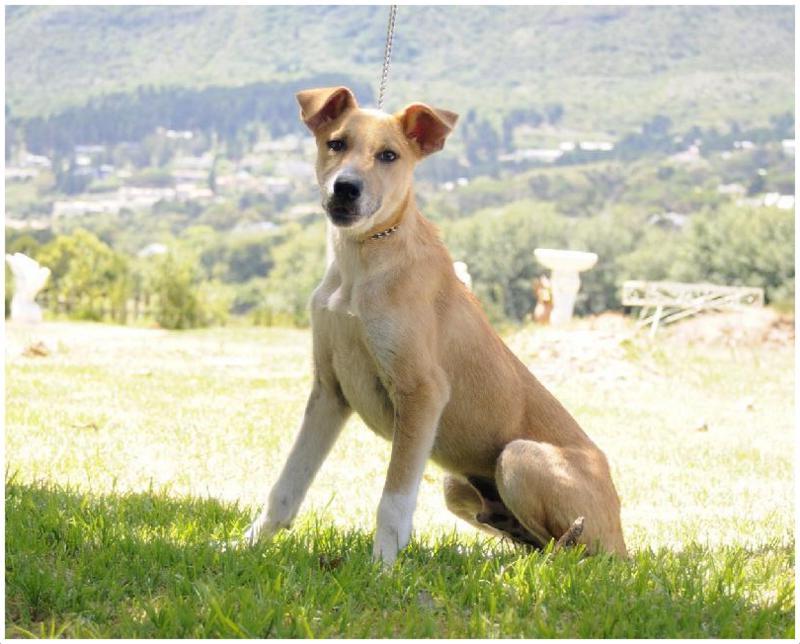 Africanis Dog Breed Image 5