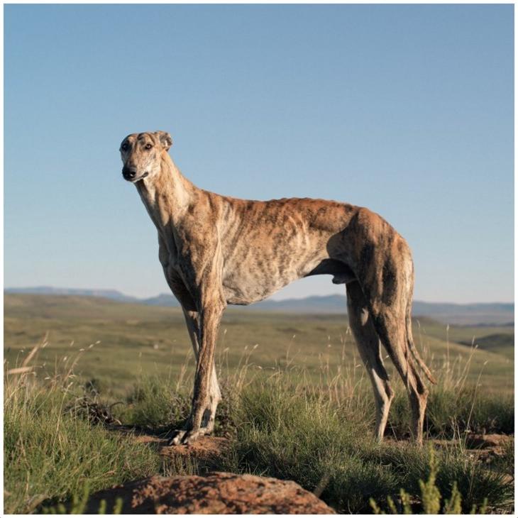 Africanis Dog Breed Image 7