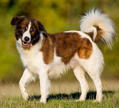 Aidi Dog Breed Image 1