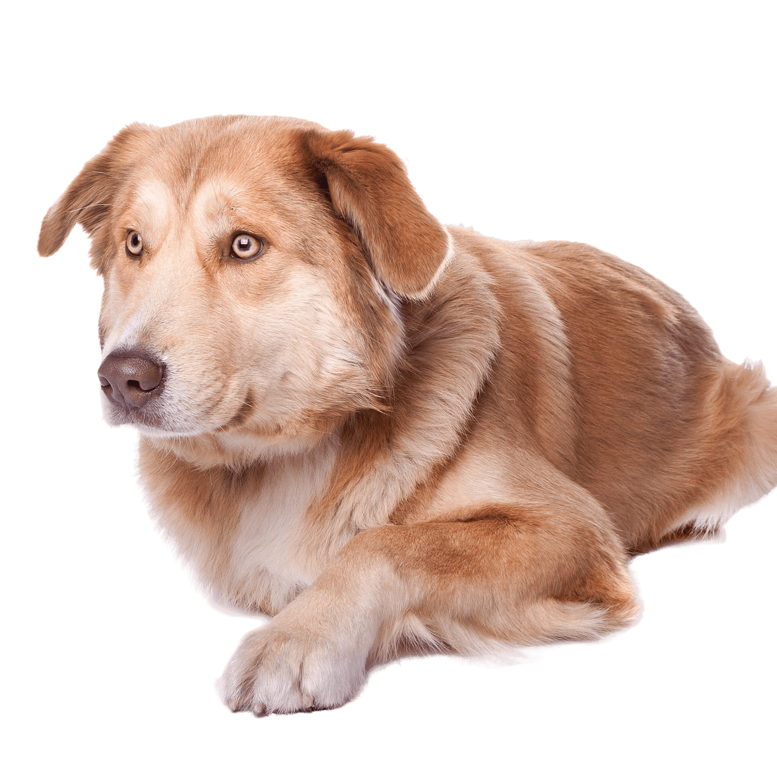 Aidi Dog Breed Image 10