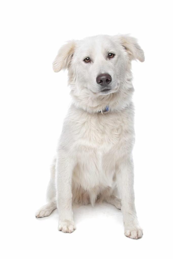 Aidi Dog Breed Image 16