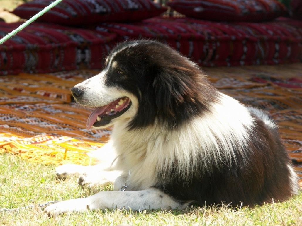 Aidi Dog Breed Image 3