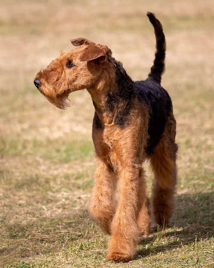 Airedale Terrier Dog Breed Image 10