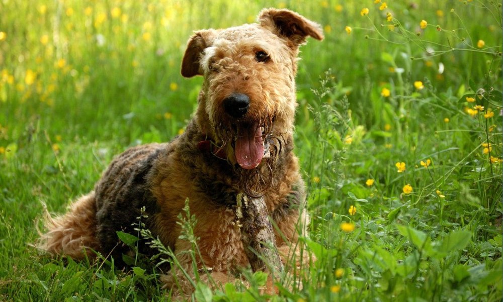 Airedale Terrier Dog Breed Image 11