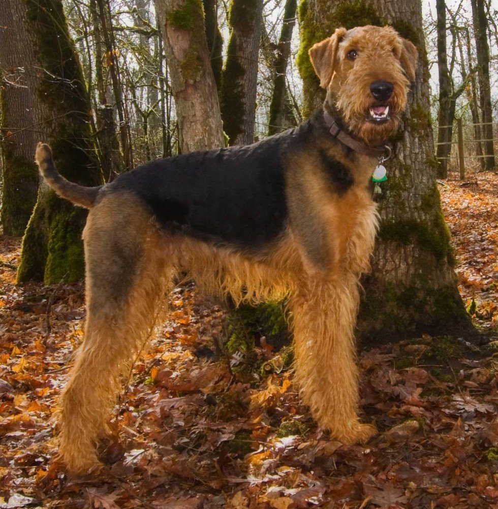 Airedale Terrier Dog Breed Image 13