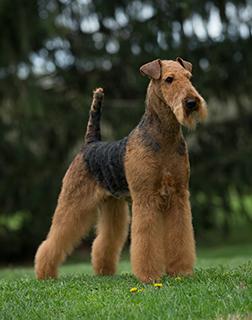 Airedale Terrier Dog Breed Image 14