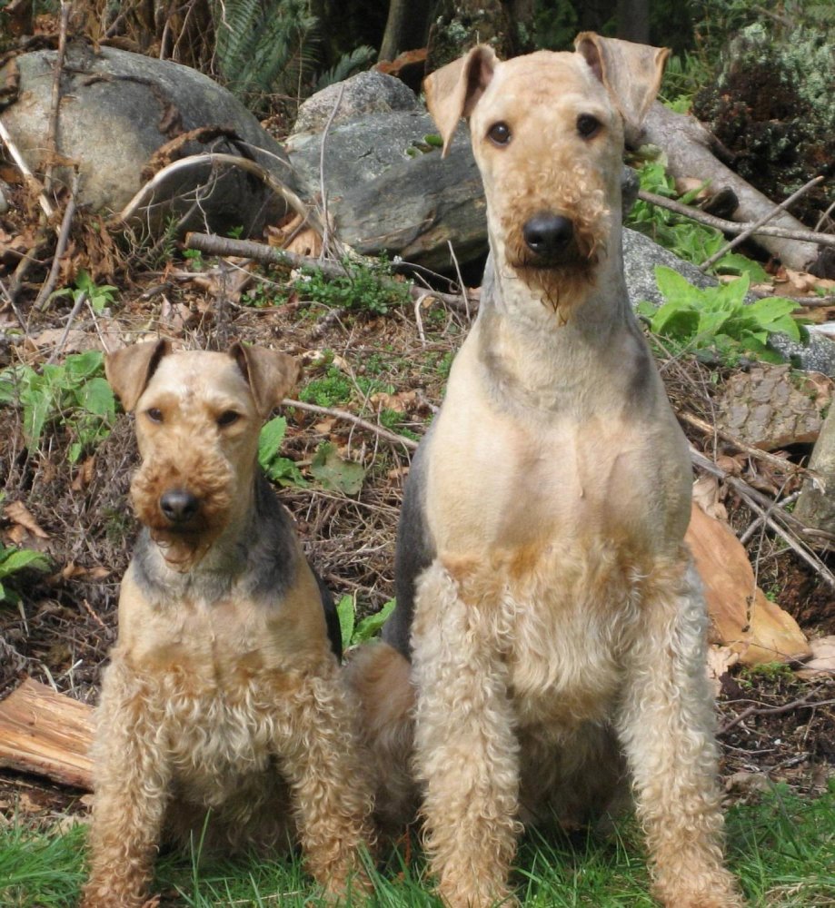 Airedale Terrier Dog Breed Image 17