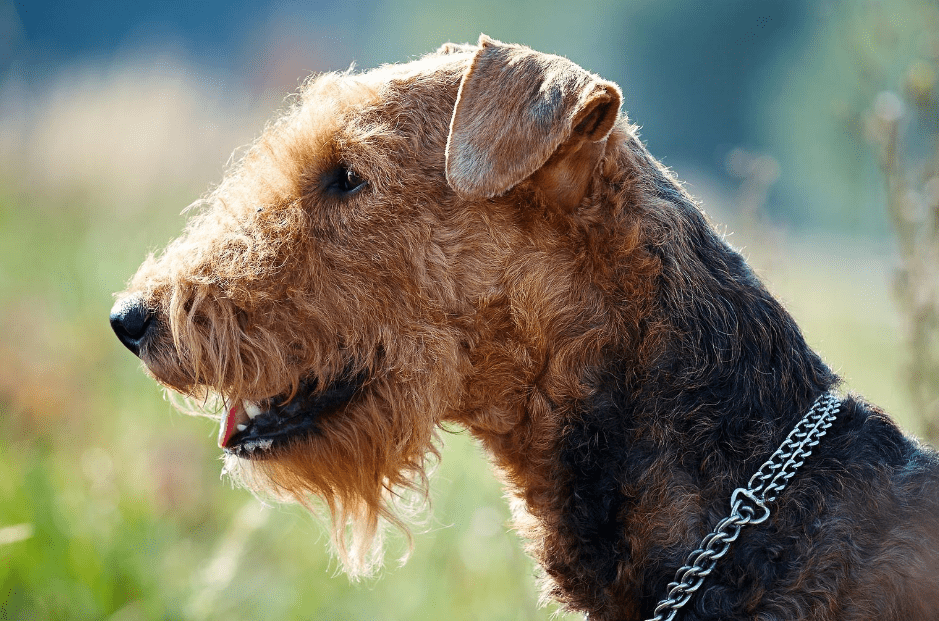 Airedale Terrier Dog Breed Image 20