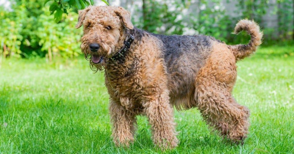 Airedale Terrier Dog Breed Image 9