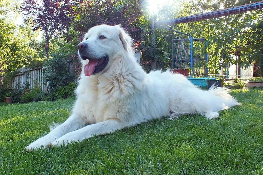 Akbash Dog Breed Image 16