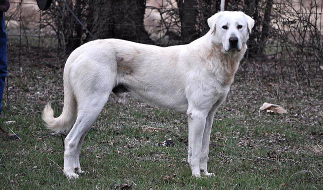 Akbash Dog Breed Image 17