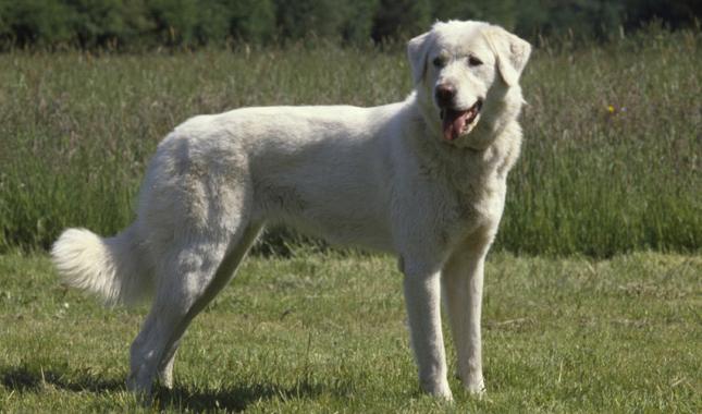 Akbash Dog Breed Image 18