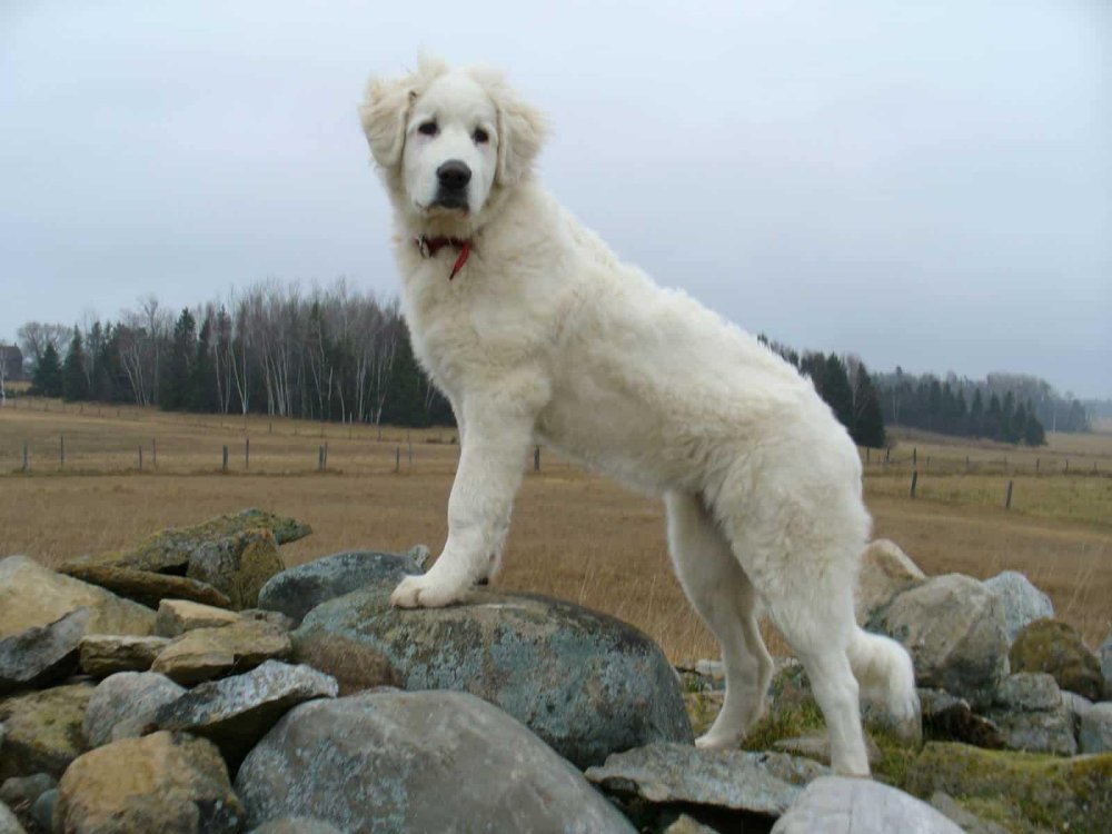 Akbash Dog Breed Image 2