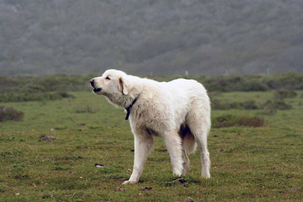 Akbash Dog Breed Image 9