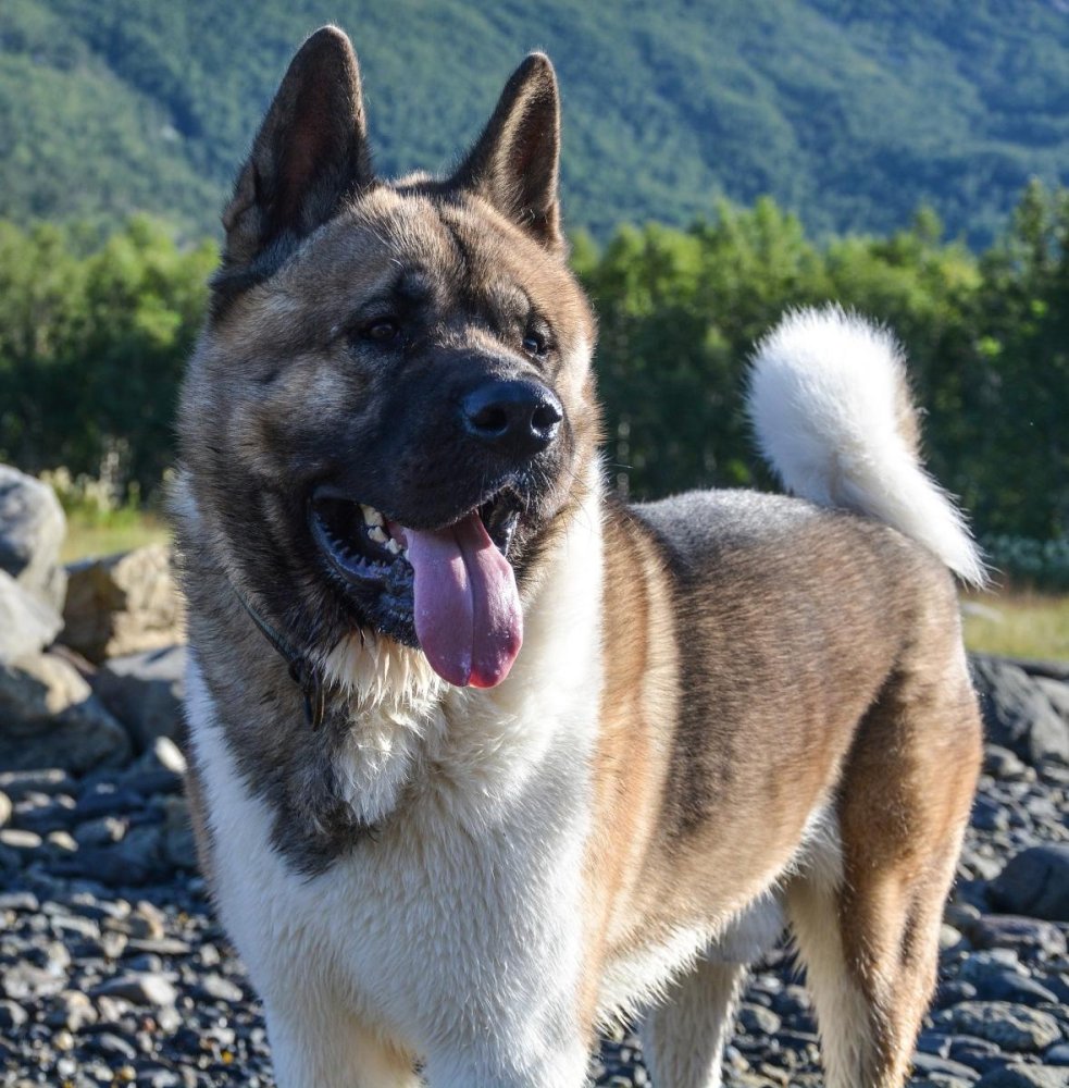 Akita or Akita Inu Dog Breed Image 13