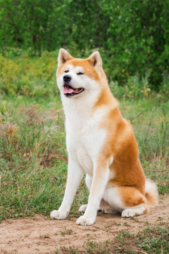 Akita or Akita Inu Dog Breed Image 15